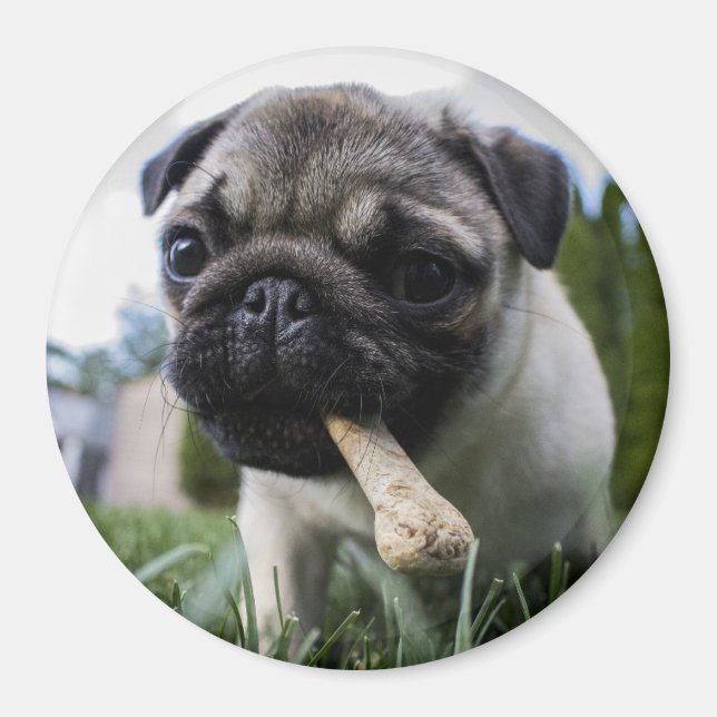 Aimant Pug puppy (Devant)