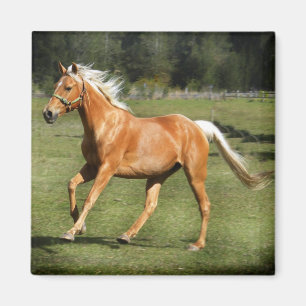 Aimant puissance de palomino
