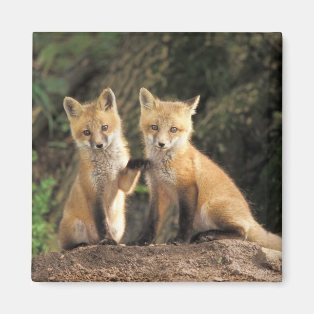 Aimant Pup Red Fox devant den Vulpes vulpes) (Devant)