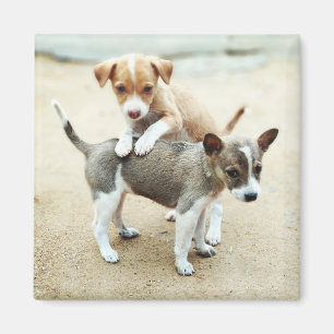 Aimant Puppies mignonnes jouer sur la plage