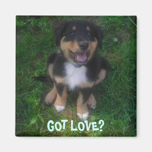 AIMANT PUPPY, TU AS DE L'AMOUR ?
