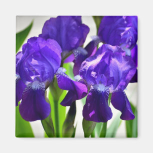 Aimant Purple Irises Iris Flower