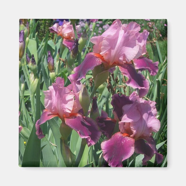 Aimant Purple Irises Printemps Floral (Devant)