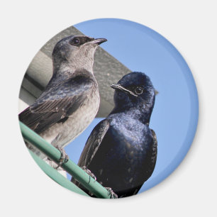 Aimant Purple Martin Mates