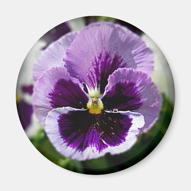 Aimant Purple Pansy Close Up (Devant)