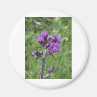 Aimant purple thistle