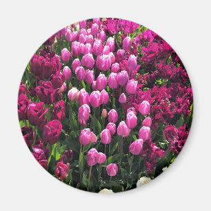 Aimant Purple Tulips