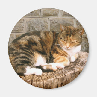 Aimant Pussels - Chat sur une souche