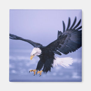 Aimant Pygargue à tête blanche atterrissant, ailes déploy