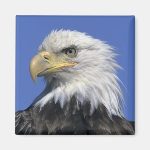 Aimant Pygargue à tête blanche, (Haliaeetus leucocephalus