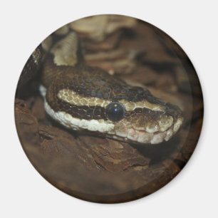 Aimant Python à la carpette