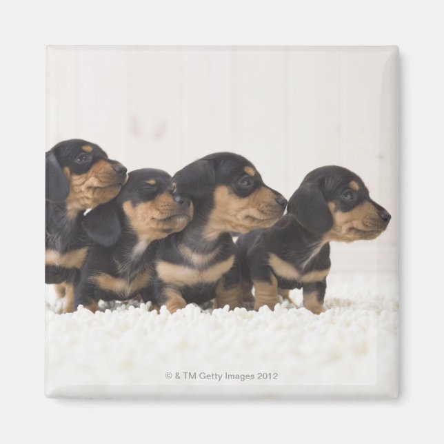 Aimant Quatre Mini Dachshund (Devant)