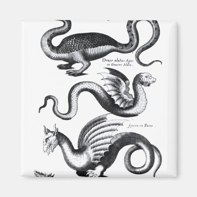 Aimant Quatre types de dragon (Devant)