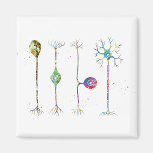 Aimant Quatre types de neurones