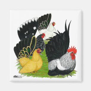 Aimant Quatuor japonais Bantam