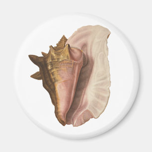Aimant Queen Conch Shell Seashell, Vintage Marine Life