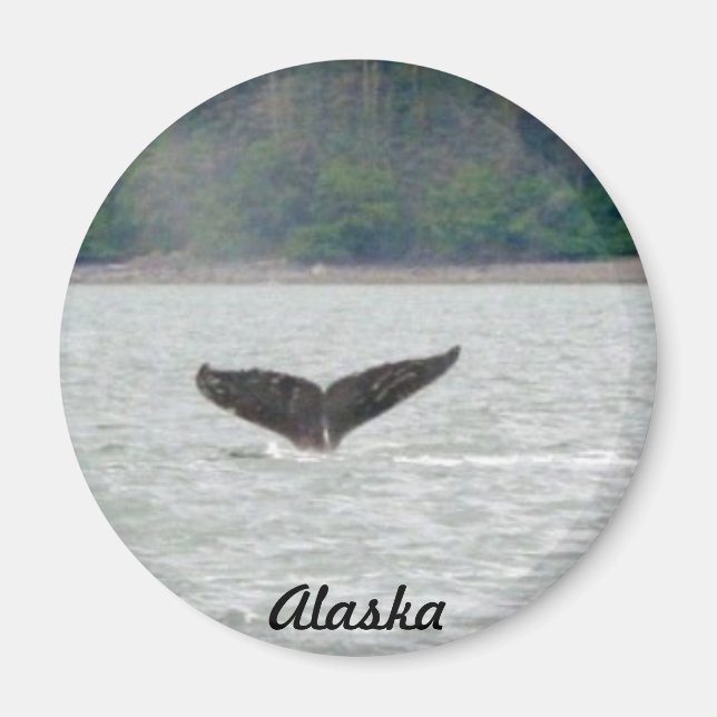 Aimant Queue d'Alaska (Devant)