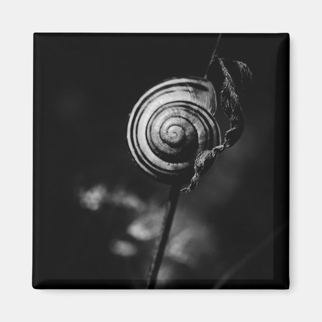 Aimant queue de l'escargot (Devant)