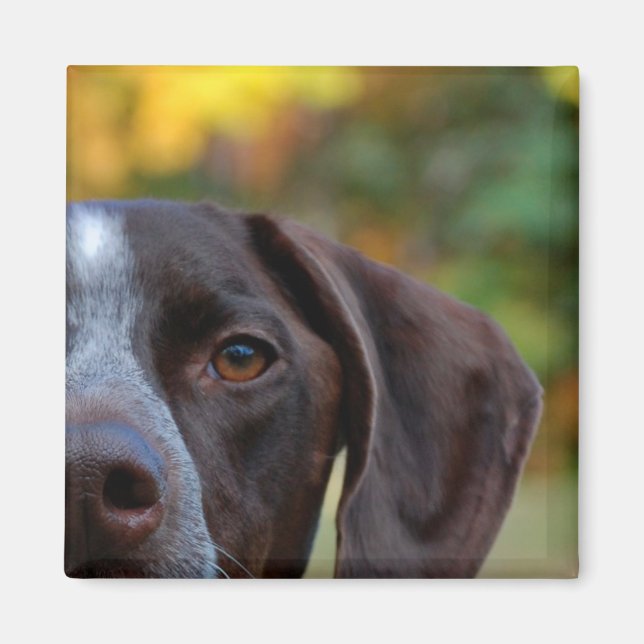 Aimant Qui Dat Dog ? (Devant)