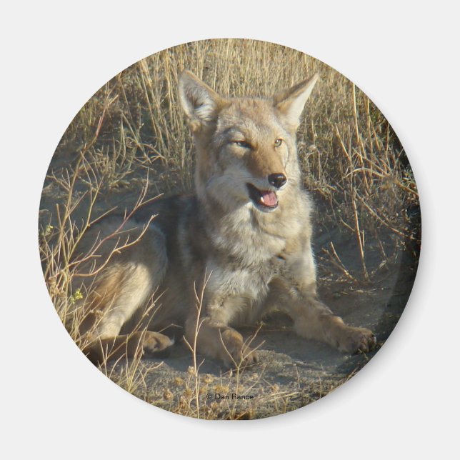 Aimant R18 Coyote Laying (Devant)