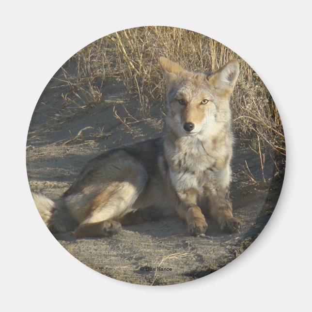 Aimant R19 Coyote Laying (Devant)