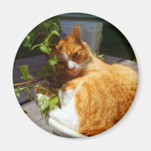 Aimant Rabatteur dans un pot