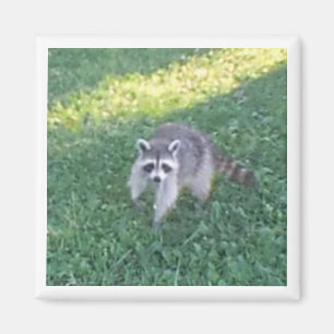 Aimant Raccoon