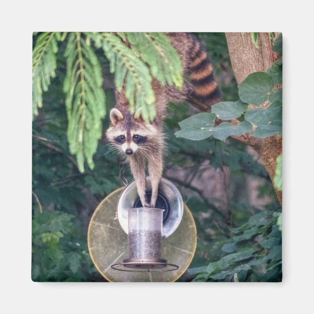 Aimant Raccoon raid l'éleveur d'oiseaux (Devant)