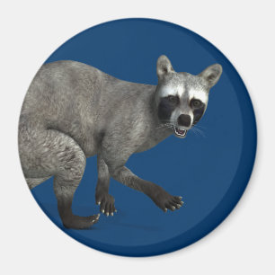 Aimant Raccoon surpris
