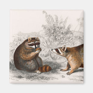 Aimant Raccoon vintage illustré