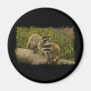 Aimant Raccoons