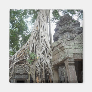 Aimant racines de ta prohm