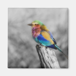 Aimant Rainbow bird
