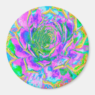 Aimant Rainbow Colors Fiesta Succulent Sedum Rosette