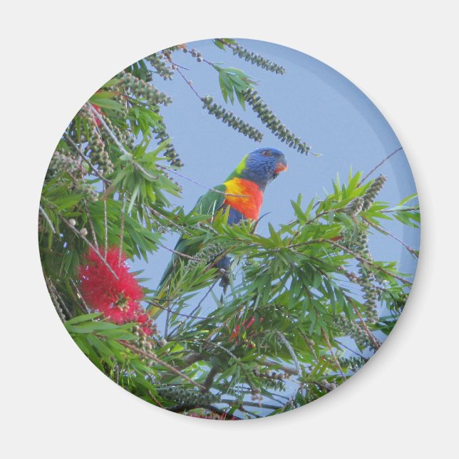 Aimant Rainbow Lorikeet (Devant)