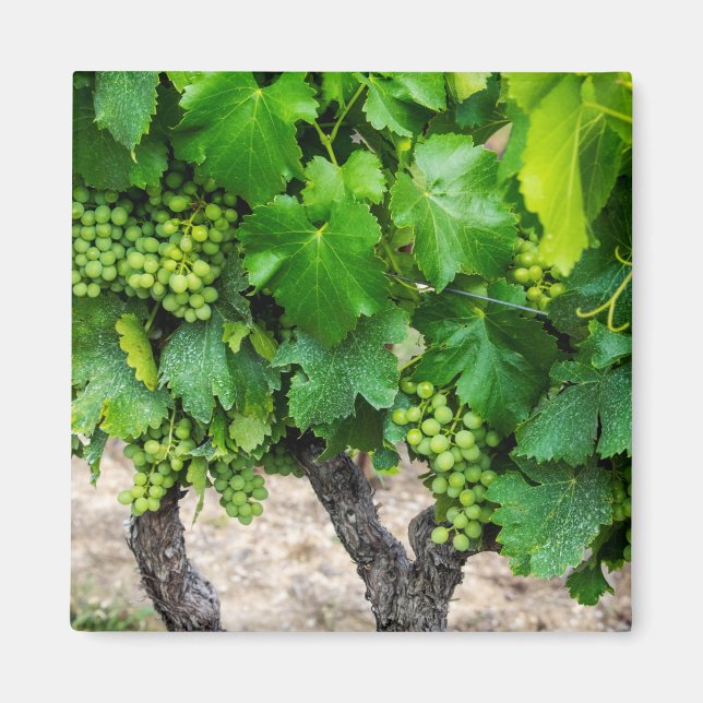 Aimant Raisin de cuve, France (Devant)