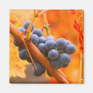 Aimant Raisin de vigne dans le vignoble
