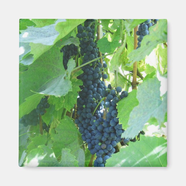 Aimant Raisins (Devant)