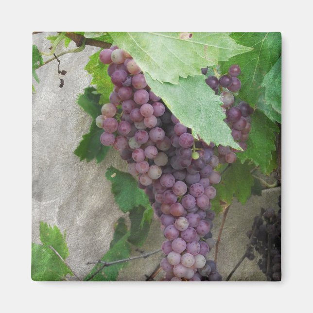 Aimant Raisins violets sur l'aimant de la vigne (Devant)