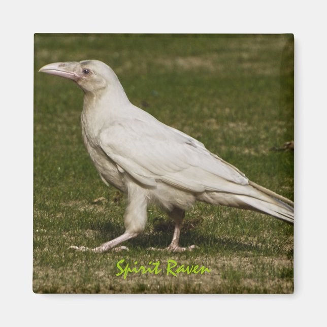 Aimant Rare White Raven Faune Photographie (Devant)