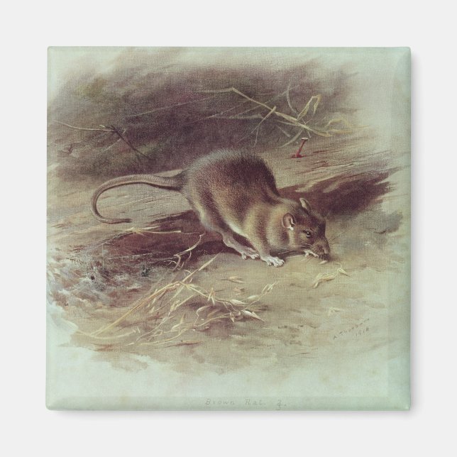 Aimant Rat Brown 1918 (Devant)