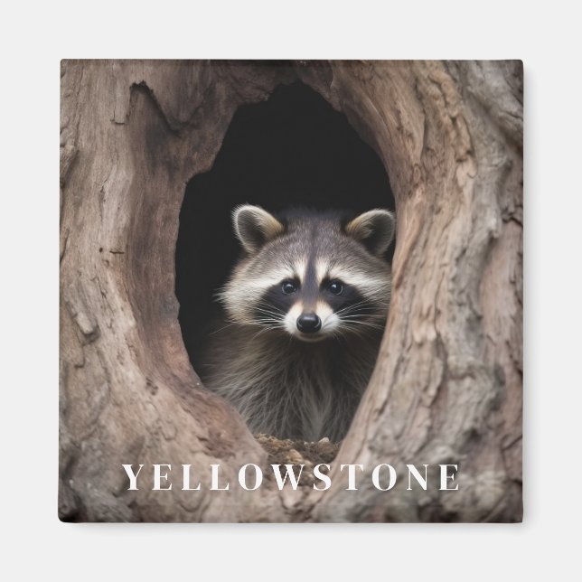 Aimant Raton Laveur de Yellowstone (Devant)