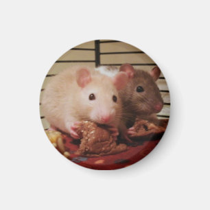 Aimant Rats mangeant des sandwichs à beurre d'arachide