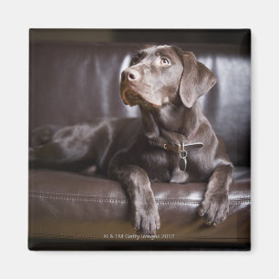 Aimant Récupérateur de chocolat Labrador