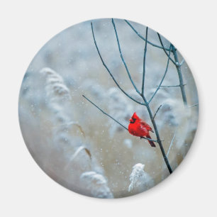 Aimant Red Cardinal dans Winter Nature Photo de Christmas