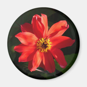 Aimant Red Dahlia (évêque de Llandaff)