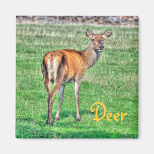 Aimant Red Deer & Field Wildlife Animal Design