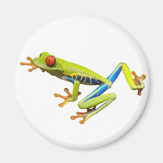 Aimant Red eyed tree frog (Devant)