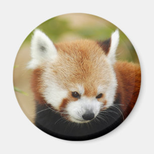 Aimant red-panda-030