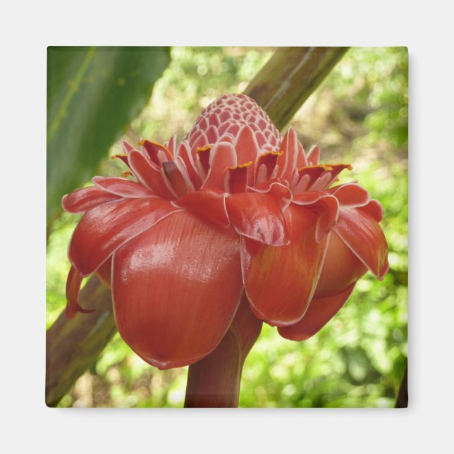 Aimant Red Torch Ginger Tropical Flower Photographie (Devant)